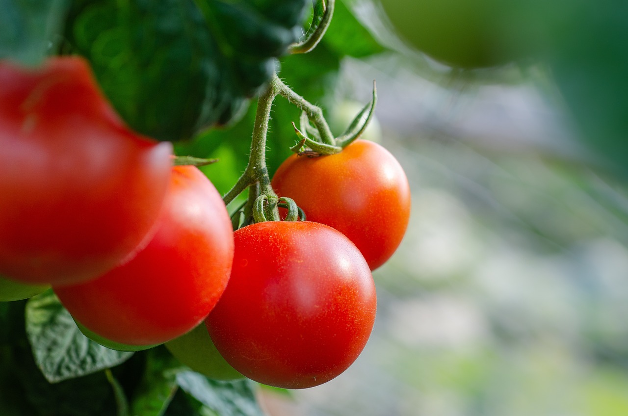 Lire la suite à propos de l’article Comment utiliser son compost au mieux pour avoir de belles tomates